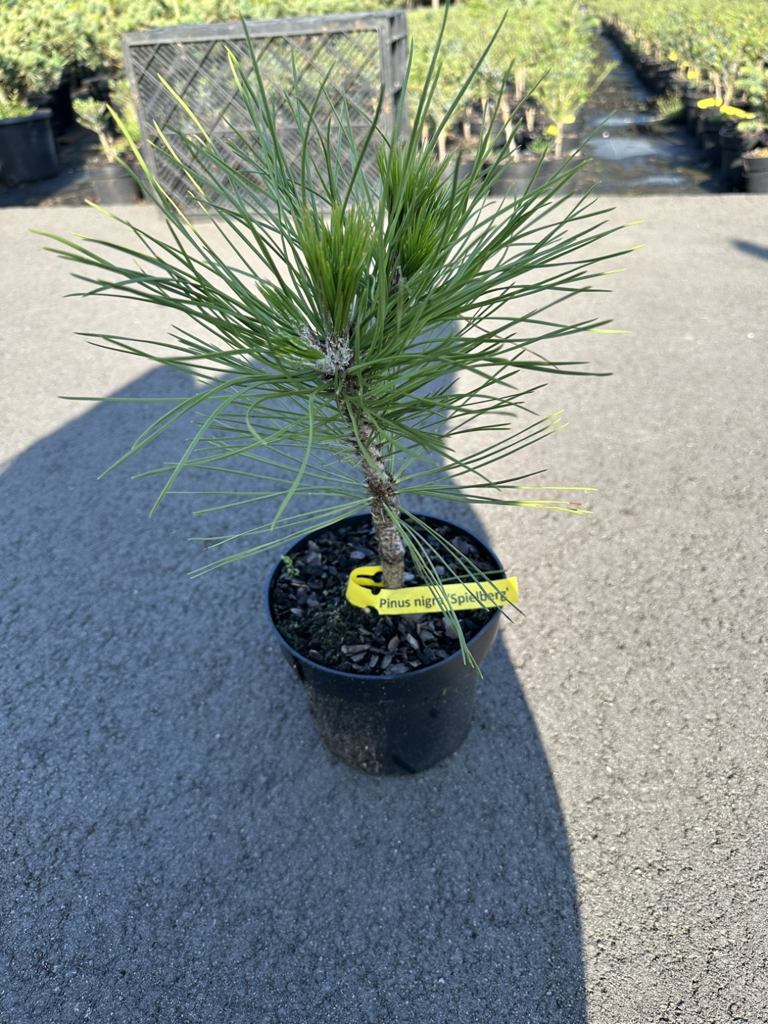 Сосна черная Спилберг